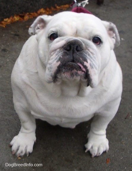 Sofi the English Bulldog sitting on a blacktop and looking at the camera holder