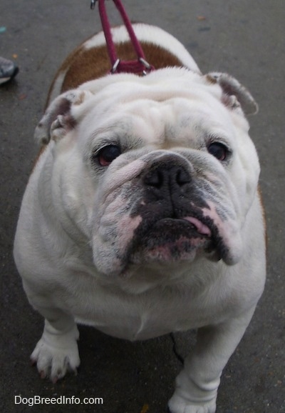 Sofi the English Bulldog walking towards the camera holder