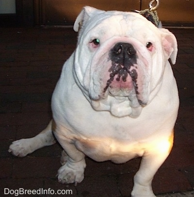 Wally the English Bulldog sitting on a floor in a house and looking at the camera holder