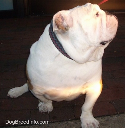 Wally the English Bulldog sitting on a floor in a house and looking up to the right