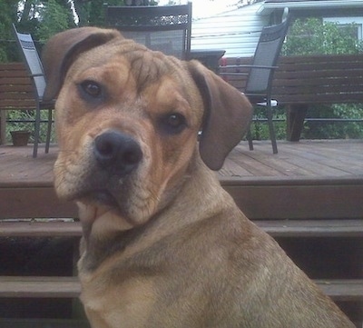 Close Up upper body shot - Kenneth Woodrow git Nah-Nah the brown with black tipped English Bullweiler is sitting in front of a wooden deck with a table and chairs on it.