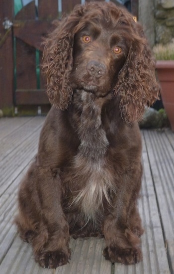 Eddie the chocolate English Cocker Spaniel is sitting on a wooden deck.