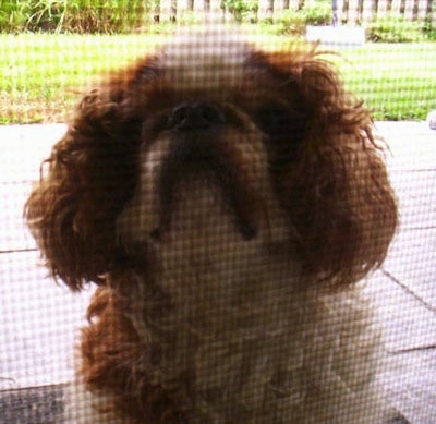 Bridey the red and white English Toy Spaniel is sitting on a porch in front of a screen door