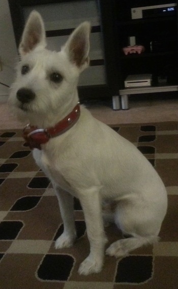 Max the white Eskimo Scnauzer is sitting on a rug wearing a thick red collar.