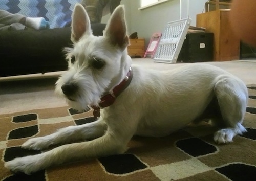 Max the white Eskimo Schnauzer is laying on a brown, tan and white rug.