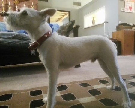 Left Profile - Max the white Eskimo Schnauzer is standing on a tan, brown and white throw rug which is on top of a tan carpet.