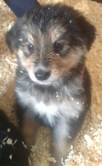 Zara the tan, black and white Euro Mountain Sheparnese puppy is sitting in a lot of wood chips