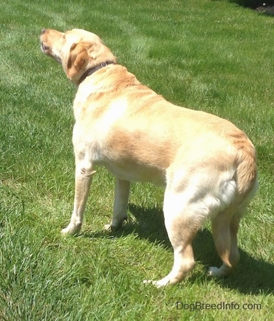 The back left side of a Yellow Labrador with its tail between its legs