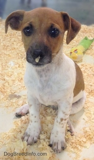 Chibbs the Foxy Russell Puppy is sitting in wood chips with a wood chip stuck to his nose. There is a plush Angry Birds toy behind him.