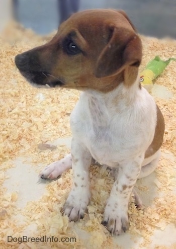 Chibbs the white, tan with black Foxy Russell puppy is sitting in wood chips and looking to the left.  He has some tan ticking on is legs and skin pigment. There is an Angry Birds toy behind him.