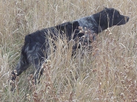 A black with white ticked French Brittany Spaniel is standing in a field and pointing to the right