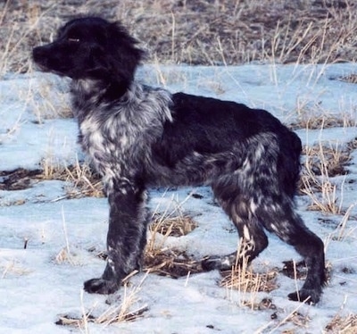 Side view - A black with white ticked French Brittany Spaniel is standing in a field with snow