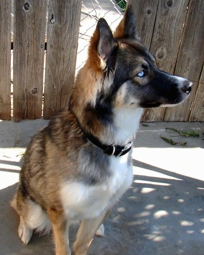 GerberianShepskyGermanShepherdSiberianHu