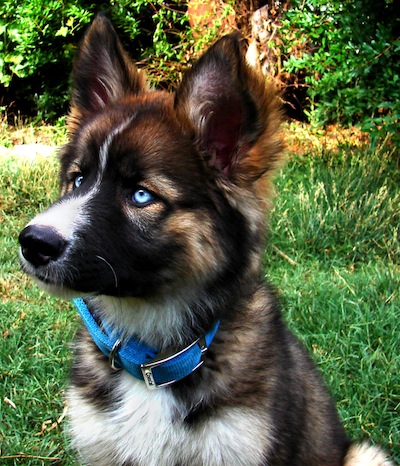 GerberianShepskyGermanShepherdSiberianHu