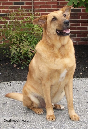 A tan German Sheprador is sitting in a parking lot in front of a brick building.