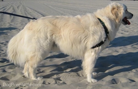 Side view - A cream-colored Golden Retriever wearing a black harness is standing in sand