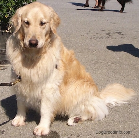 A cream-colored Golden Retriever is sitting on a black top