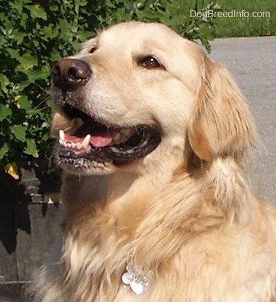 Close Up upper body shot - A happy smiling cream-colored Golden Retriever is sitting on a black top next to a potted plant.