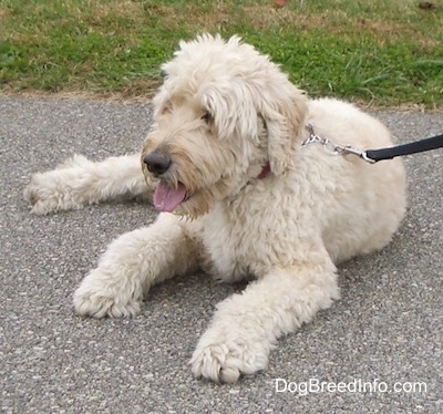 A Goldendoodle is laying on a black top. Its mouth is open and tongue is out