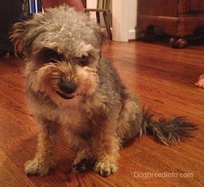 A brown with tan dog is sitting on a hardwood floor with its mouth curled up