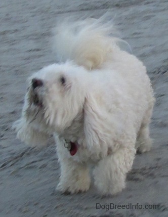 A furry white Havachon is standing on a beach looking up and to the left i mid-bark
