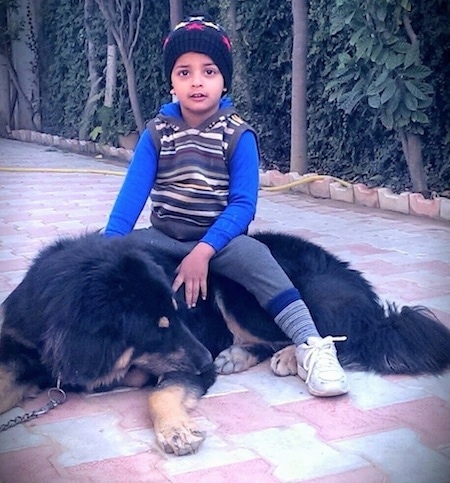A Himalayan Sheepdog is laying on a brick sidewalk and there is a boy sitting on its back