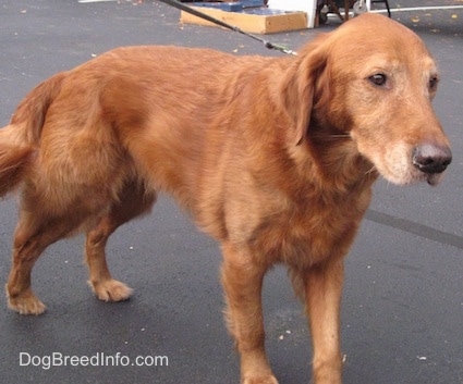 An old graying red Irish Setter is standing on a black top surface