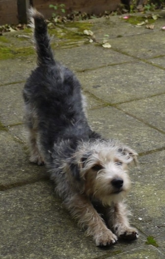 A black with tan and white Jack Tzu is stretching its front legs with its back end up in the air on a sidewalk