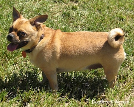 A tan Jug is standing in grass, its mouth is open and tongue is out