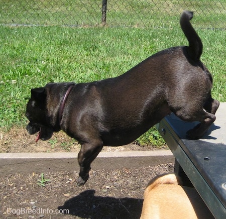 A black Jug is jumping off of a metal table into a dirt box. There is another tan dog walking under the metal table