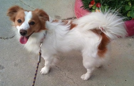 A white with brown Kokoni dog is standing on a sidewalk next to a pink potted plant with flowers in it. Its mouth is open and tongue is out