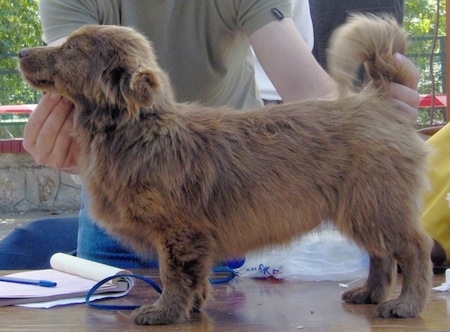 A tan with brown Kokoni is standing on a table and being posed by a person behind it