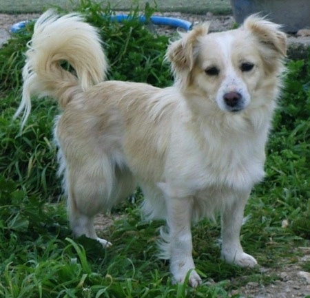 A tan with white Kokoni dog is standing in grass