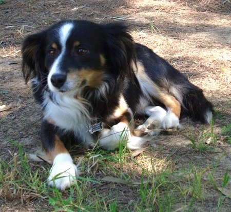 A tricolor black with tan and white Kokoni is laying in brown grass and looking forward