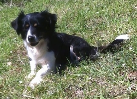 A black with white Kokoni dog is laying in grass looking like it is about to get up.