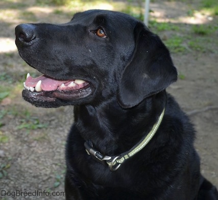 Close up upper body of a black Labrador Retriever. It is looking up and to the left. Its mouth is open.