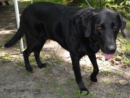 A black Labrador Retriever is standing in dirt and its mouth is open and wet tongue is out