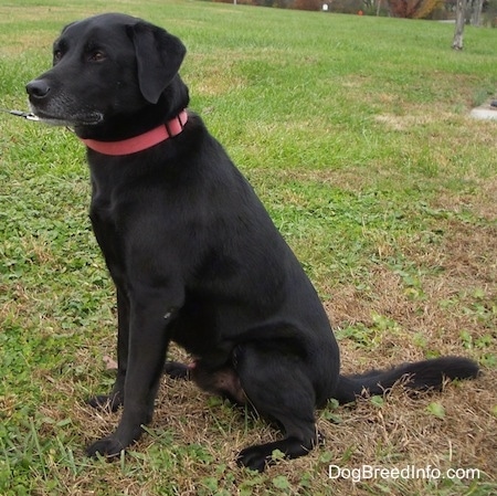 How long do black labs live?