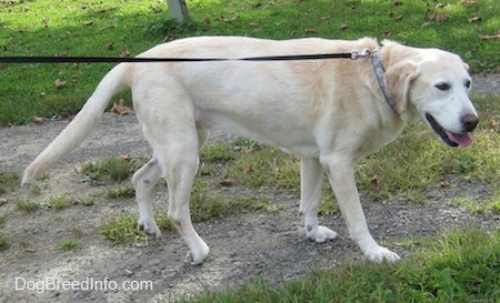 Right Profile - A large breed, panting, yellow Labrador Retriever dog is standing on a dirt patch that is surrounded by grass. Its head is low and level with its body.