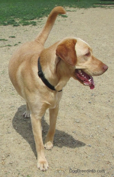 A yellow Labrador Retriever is wearing a black collar standing in dirt. It is looking to the left and its mouth is open and tongue is out and its tail is up.