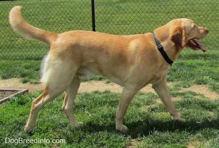 Right profile - A yellow Labrador Retriever is walking across grass in front of a chain link fence. Its mouth is open and tongue is out and tail is level with its body