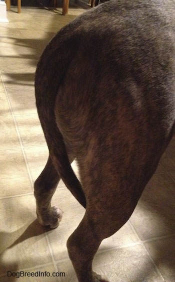 The back end of Spencer the Pit Bull Terrier standing on a tiled floor with his tail hanging limp