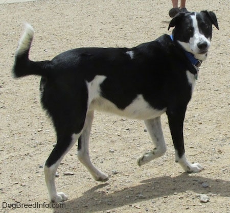View from the side - A black with white Saint Bernard/Schipperke/Weimaraner mix breed dog is walking across dirt and it is looking back.
