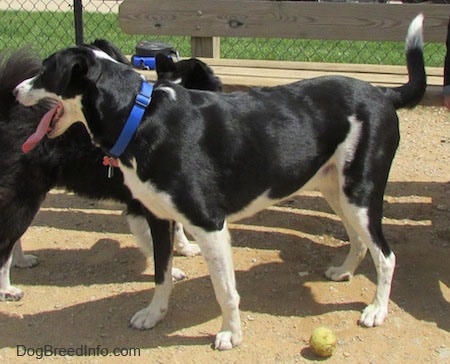 Side view - A black with white Saint Bernard/Schipperke/Weimaraner is standing in dirt, in front of a bench and next to another dog.