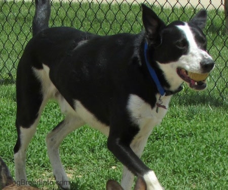Front side view - A black with white Saint Bernard/Schipperke/Weimaraner is walking across grass with a green tennis ball in its mouth. There is a chainlink fence behind it.