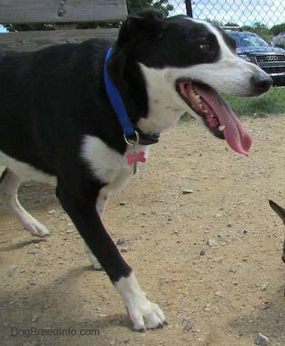 The upper half of a black with white Saint Bernard/Schipperke/Weimaraner is walking across dirt. Its mouth is open and its tongue is out. There is a chain link fence behind it with cars on the other side of the fence.