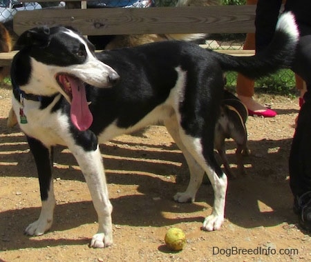A black with white Saint Bernard/Schipperke/Weimaraner mix breed dog is standing in front of a bench that is surronded by other dogs and people. There is a tennis ball next to it.