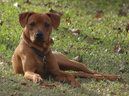 View from the front - A short-haired brown Mullins Feist is laying in grass and looking forward.