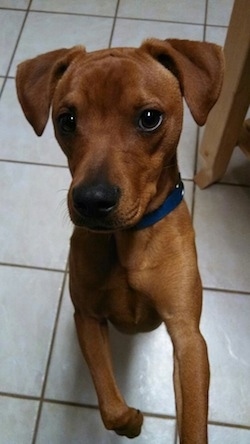 A brown Mullins Feist is jumped up standing on its hind legs against a person's leg on a white tiled floor.