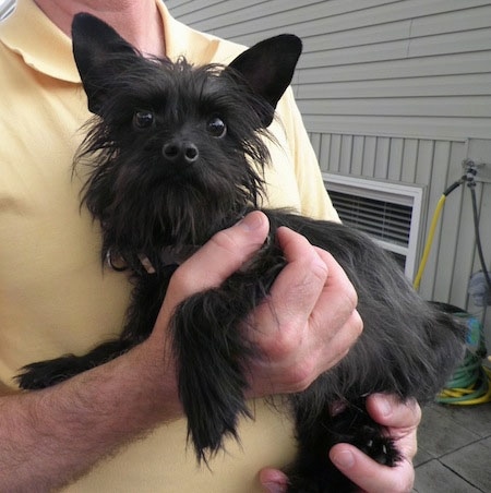 A black long-coated, scruffy looking small breed dog being held in the arms of a man who is wearing a yellow shirt and standing on a deck on the side of a tan house.